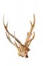 King II - Deer skulls, copper shim, shells